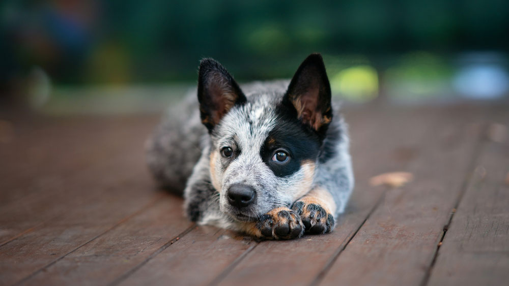 Australasian Animal Registry
