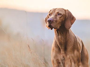 Pet insurance